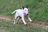 BULL TERRIER 013